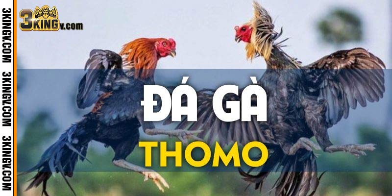 Đá gà Thomo